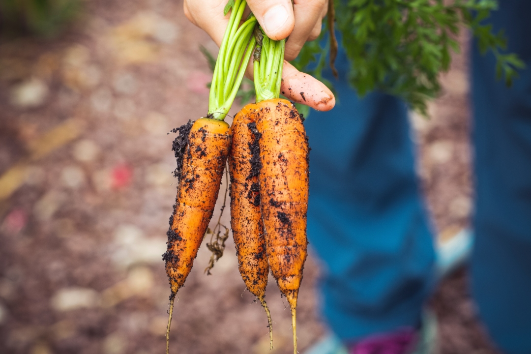 Το όφελος της φύτευσης κρεμμυδιών δίπλα σε καρότα στον κήπο σoυ θα σε εκπλήξει. 