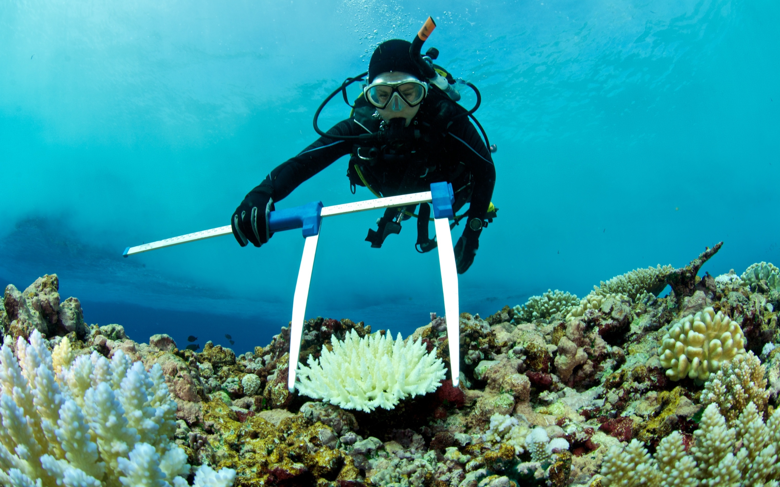 Πώς η λεύκανση των κοραλιών τα κάνει πιο ανθεκτικά στην κλιματική αλλαγή