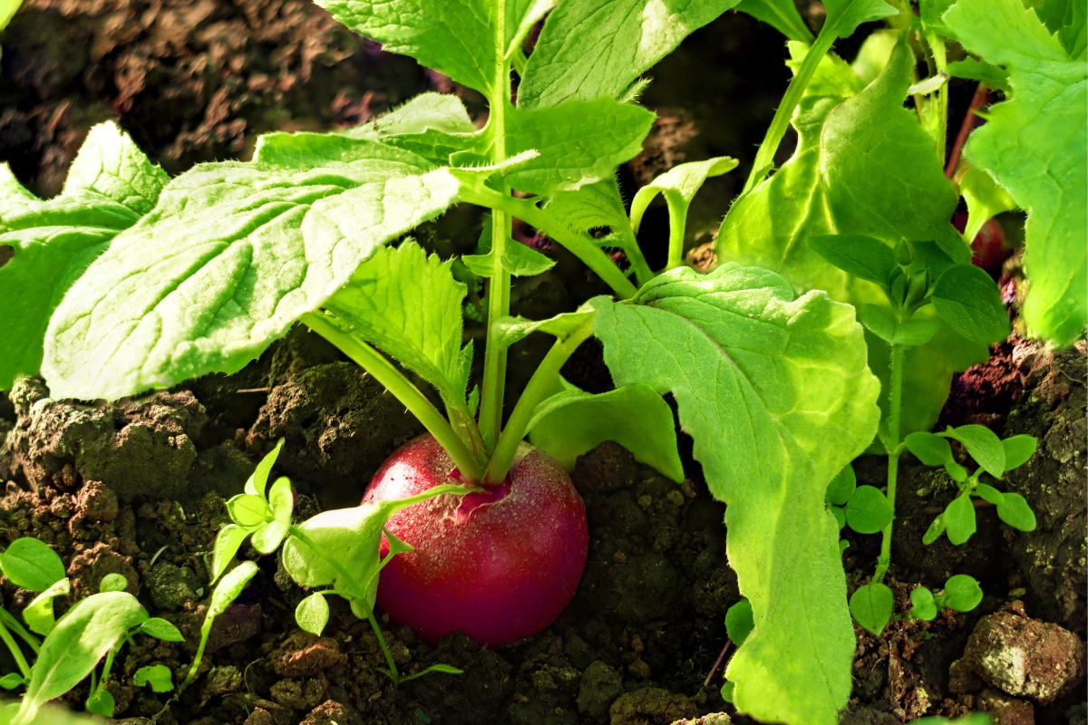 Τα 5 λαχανικά που μπορείς να καλλιεργήσεις τώρα για να τα απολαύσεις τον χειμώνα