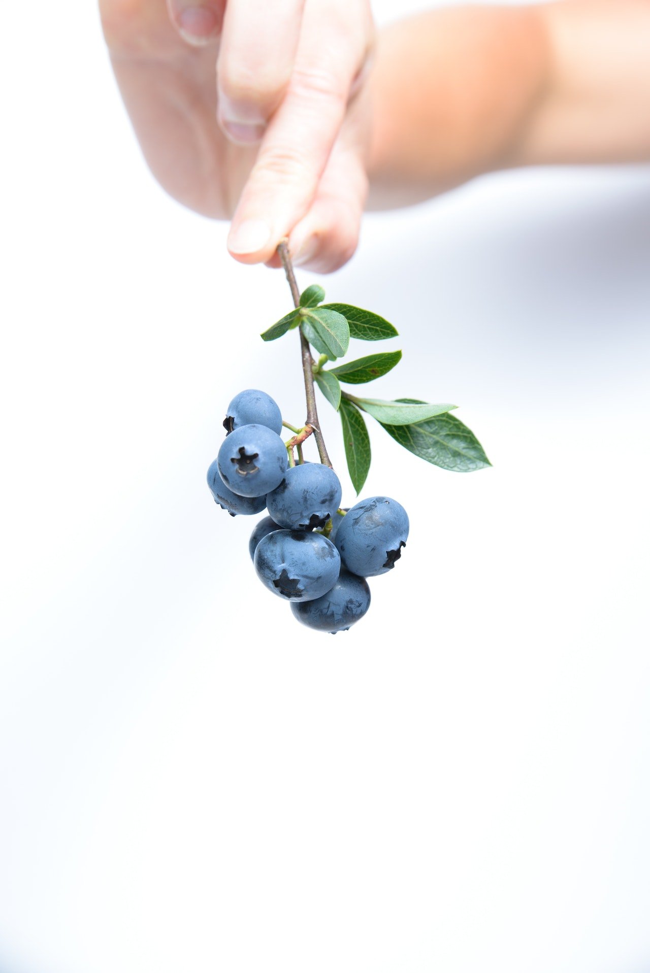 μυρτιλα/ blueberries