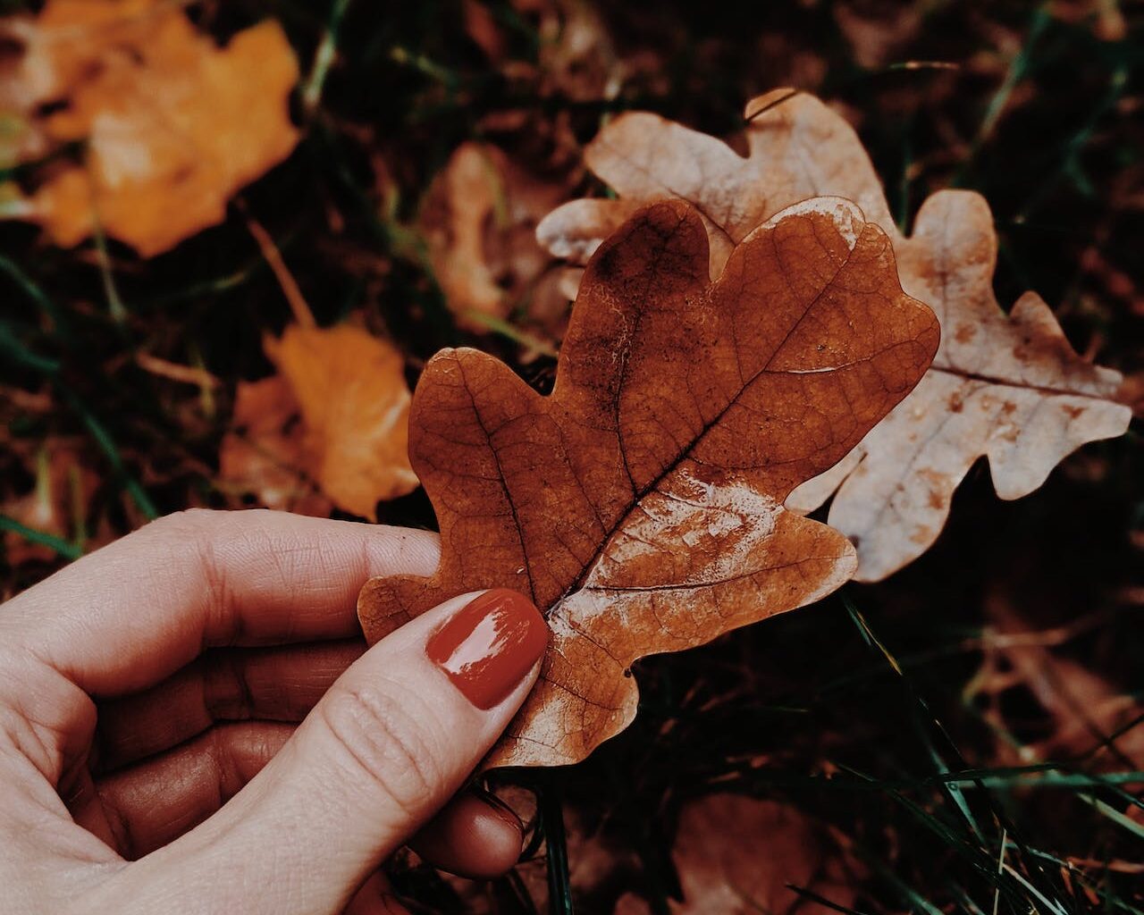 Πολλά φύλλα στο χώμα; Αν δεν έχεις τσουγκράνα ένα χαρτόκουτο είναι η λύση