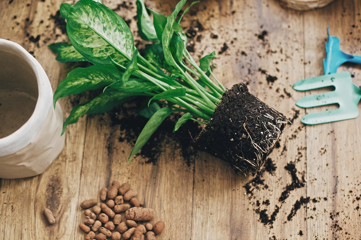 Το μόνιμο λάθος που κάνεις όταν μεταφυτεύεις τα λουλούδια σου