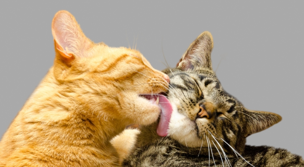 Οι 6 λόγοι που η γάτα σου μυρίζει υπέροχα