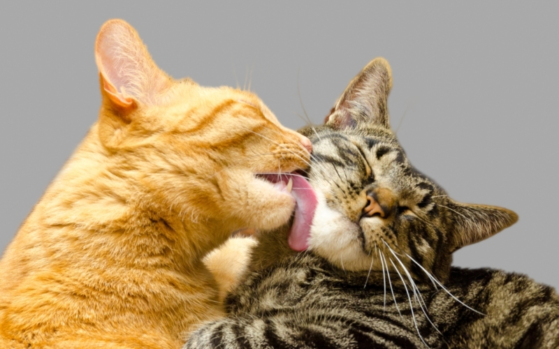 Οι 6 λόγοι που η γάτα σου μυρίζει υπέροχα