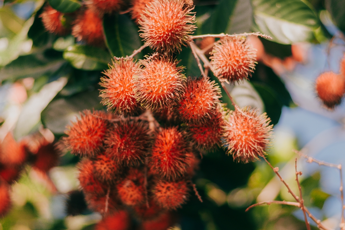 Rambutan: Το νέο φυσικό υποκατάστατο της ρετινόλης