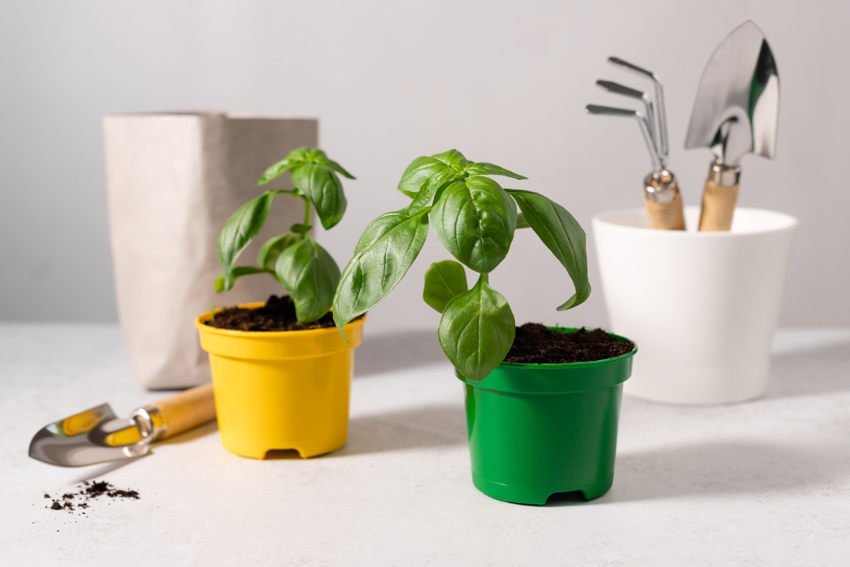 Παράτεινε τη ζωή του βασιλικού σου με αυτό το μυστικό