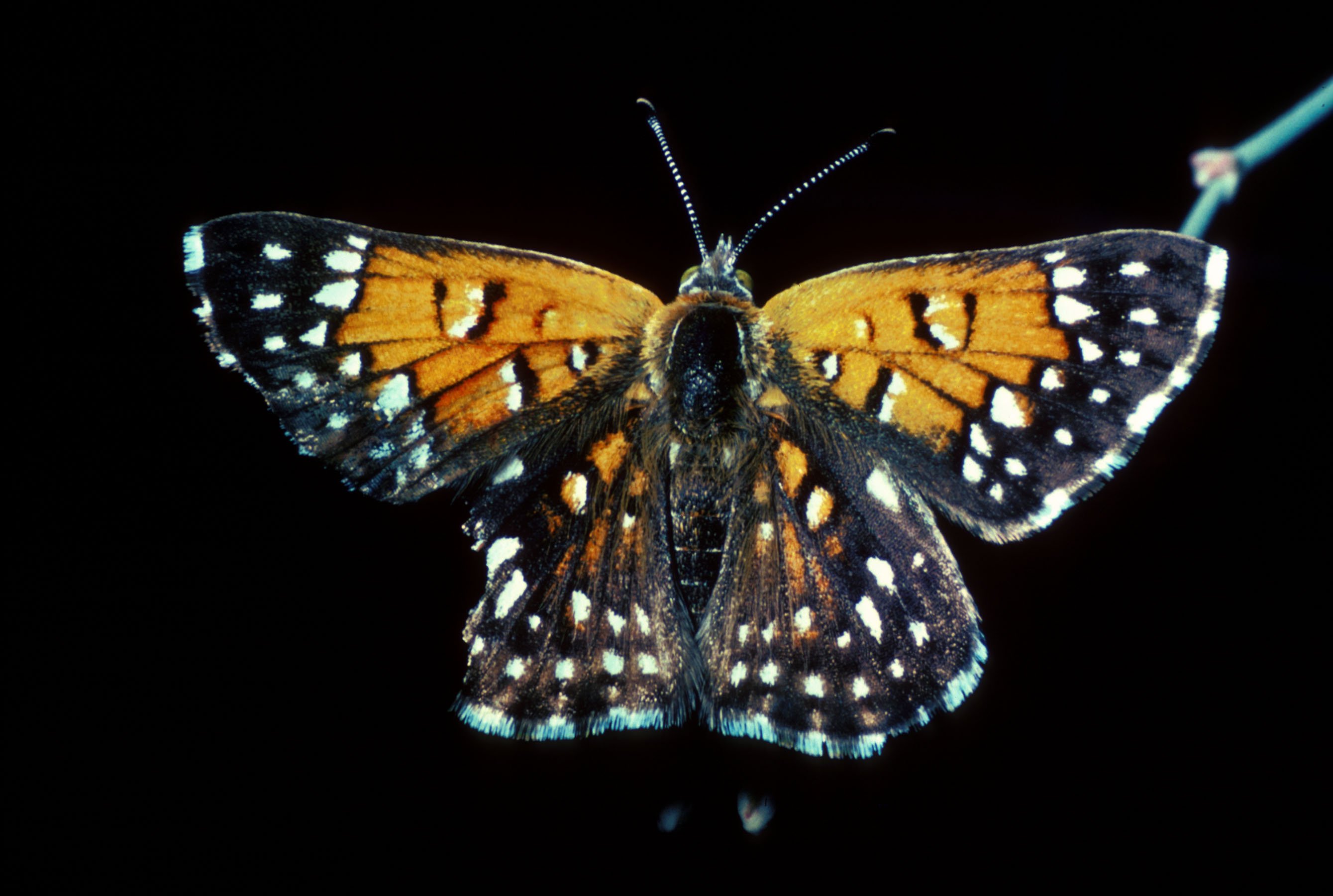 Αιγόκερως: Lange’s Metalmark