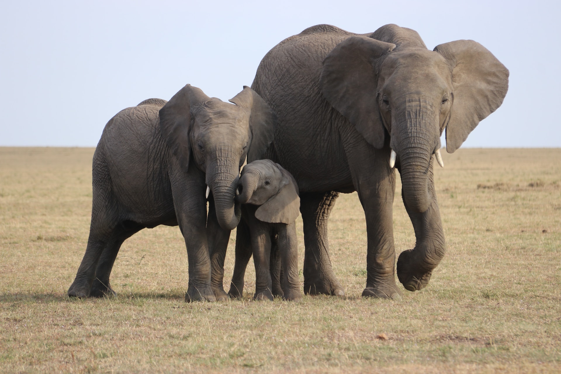 Οι ελέφαντες, μετά τους ανθρώπους, δίνουν ο ένας στον άλλο ονόματα
