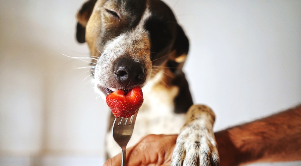 Τα φρούτα που μπορεί να φάει ο σκύλος σου - Ποια πρέπει να αποφεύγεις