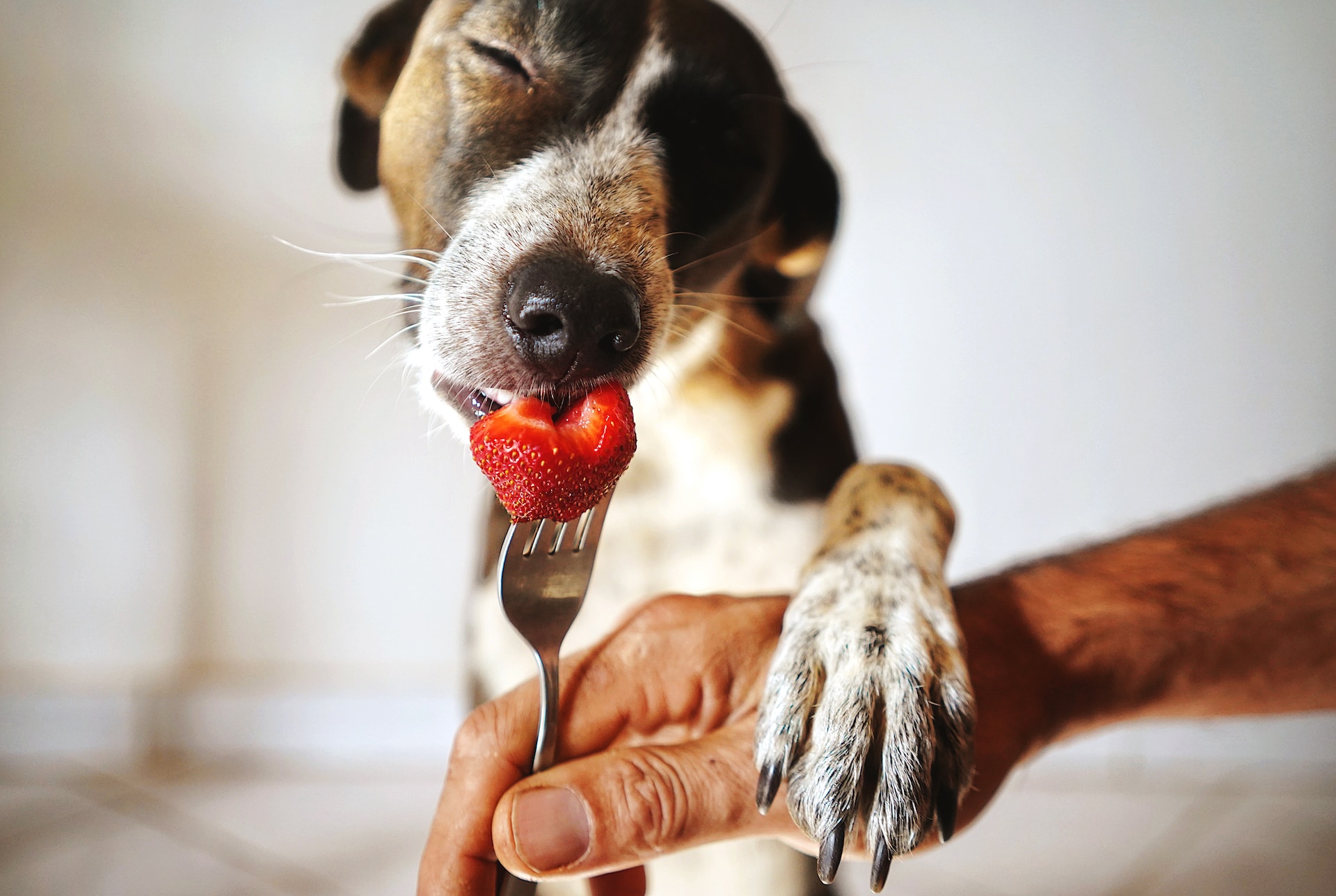 Τα φρούτα που μπορεί να φάει ο σκύλος σου - Ποια πρέπει να αποφεύγεις