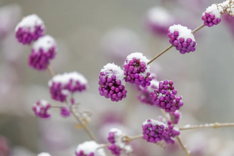 5 θάμνοι για να φυτέψεις τώρα και να γεμίσει ο κήπος σου με χειμωνιάτικα μούρα