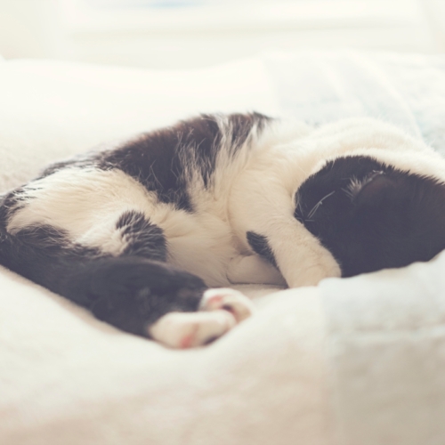 Οι 8 λόγοι που η γάτα σου καλύπτει το πρόσωπο της όταν κοιμάται