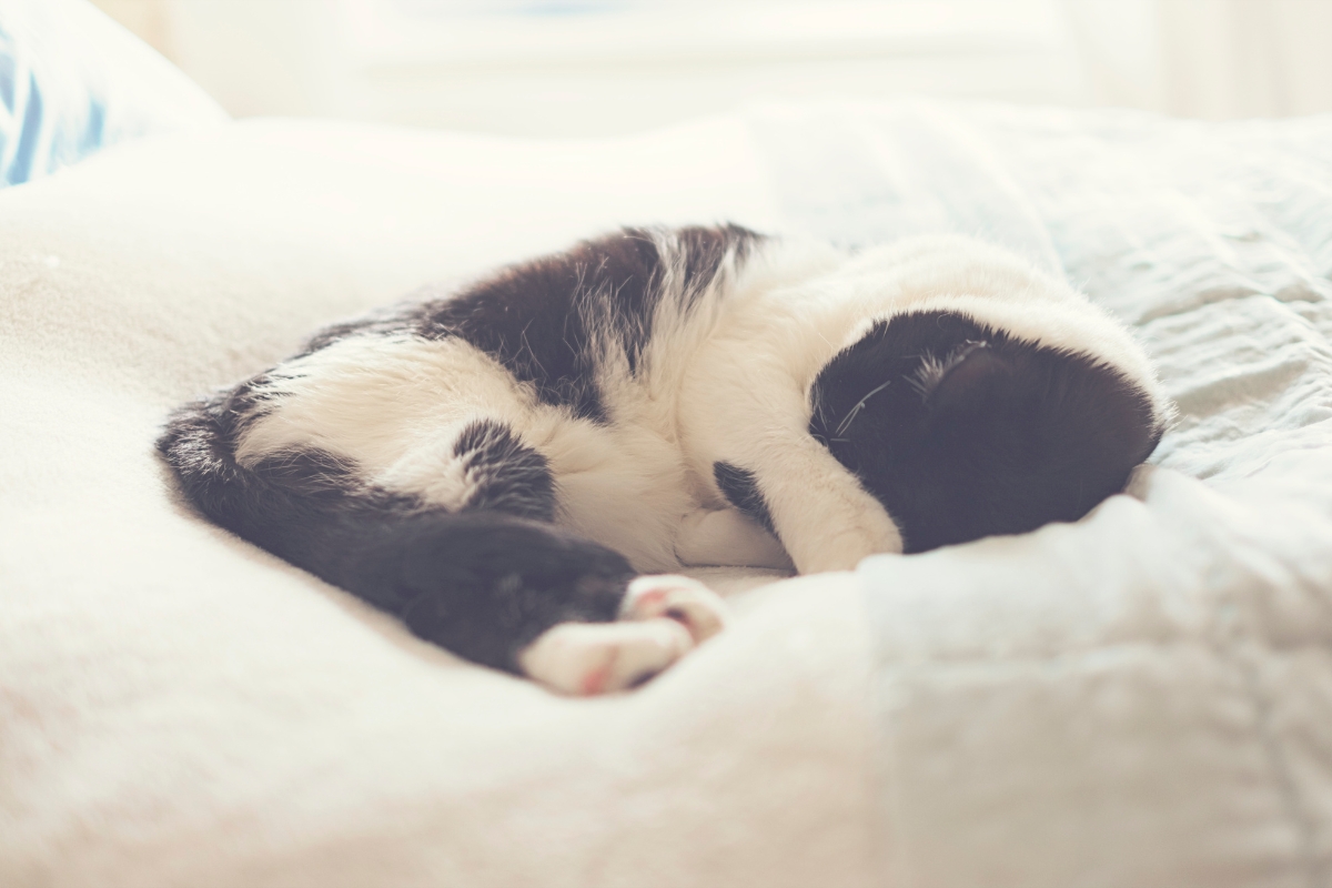 Οι 8 λόγοι που η γάτα σου καλύπτει το πρόσωπο της όταν κοιμάται
