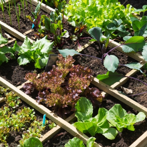 5 λαχανικά που μπορείς να φυτέψεις τον Νοέμβριο αν θέλεις να έχεις έναν πιο χειμερινό κήπο