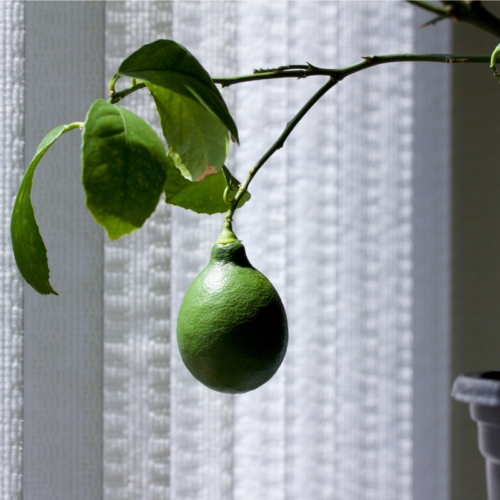 Πώς να καλλιεργήσεις μια λεμονιά σε εσωτερικό χώρο
