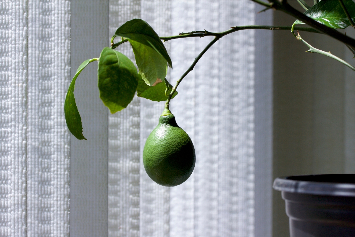 Πώς να καλλιεργήσεις μια λεμονιά σε εσωτερικό χώρο