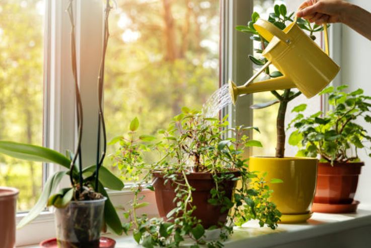 5 tips για να προετοιμάσετε τα φυτά εσωτερικού χώρου για τον χειμώνα