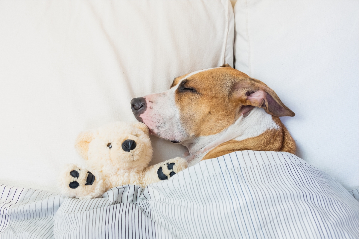 Πες μας πώς κοιμάται ο σκύλος σου και θα σου πούμε για την προσωπικότητα του