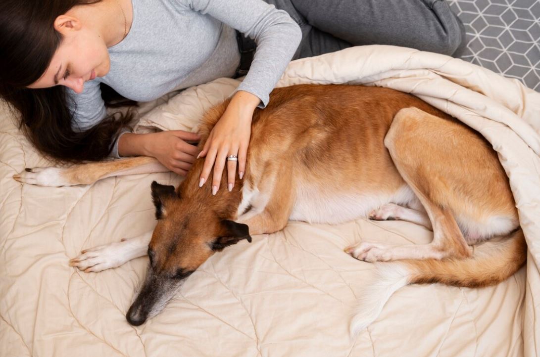 3 πράγματα που μπορείς να κάνεις για να ηρεμήσεις τον σκύλο σου