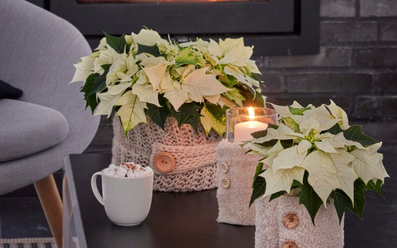 Ημέρα του Αλεξανδρινού: 4 DIY ιδέες για να στολίσεις το τραπέζι σου με το φυτό των Χριστουγέννων