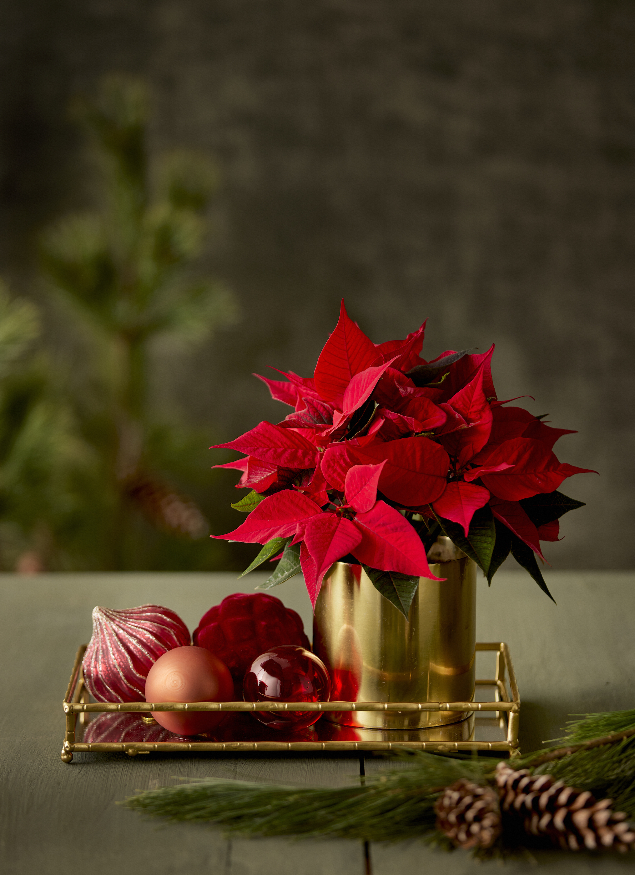 Ημέρα του Αλεξανδρινού: 4 DIY ιδέες για να στολίσεις το τραπέζι σου με το φυτό των Χριστουγέννων