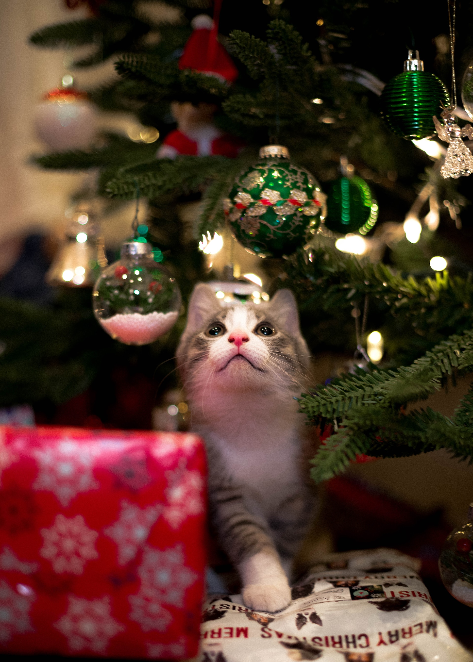  Γάτα vs χριστουγεννιάτικο δέντρο: Φέτος κράτησε το δέντρο σου ασφαλές από χνουδωτό «τερατάκι»