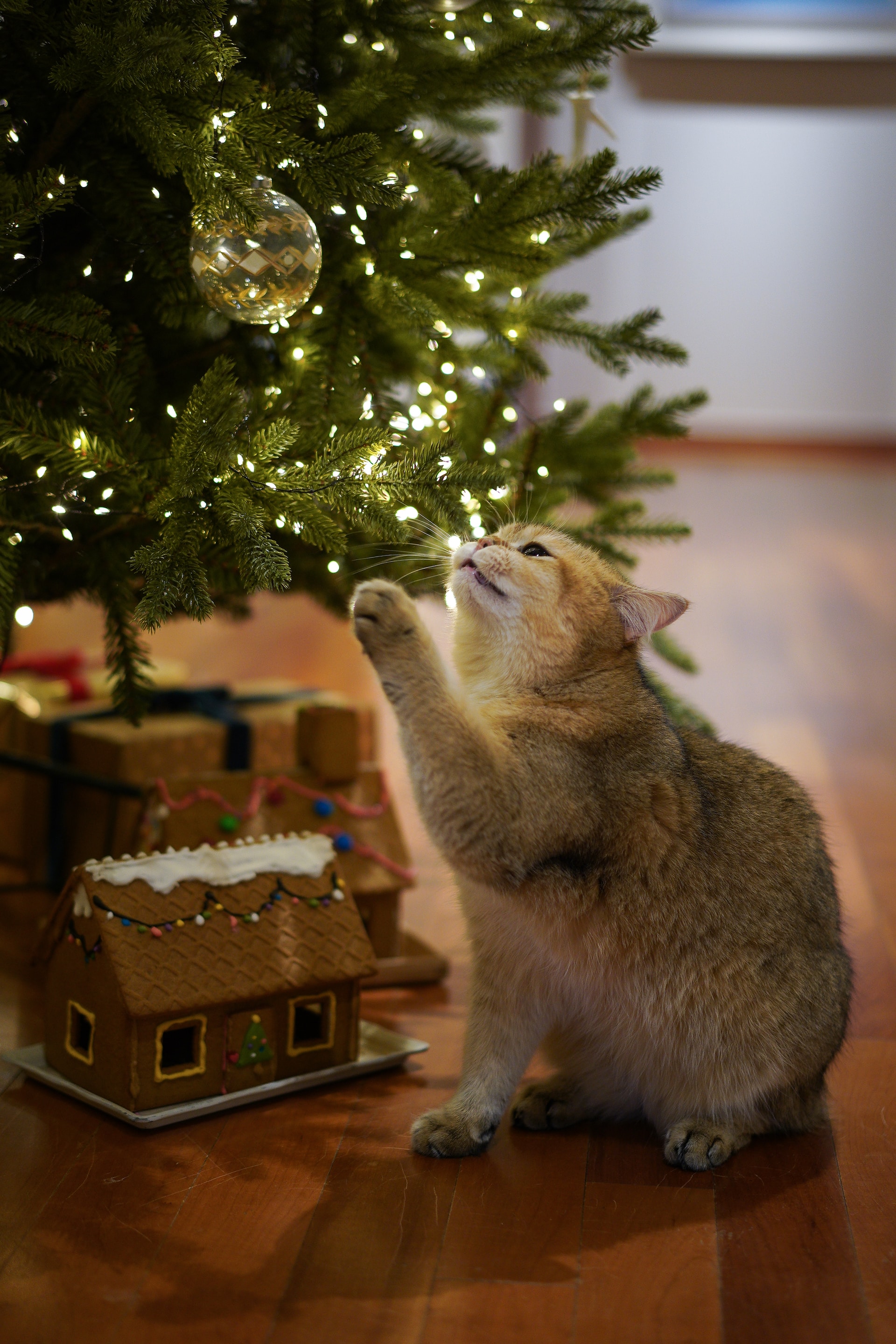 Γάτα vs χριστουγεννιάτικο δέντρο: Φέτος κράτησε το δέντρο σου ασφαλές από χνουδωτό «τερατάκι»