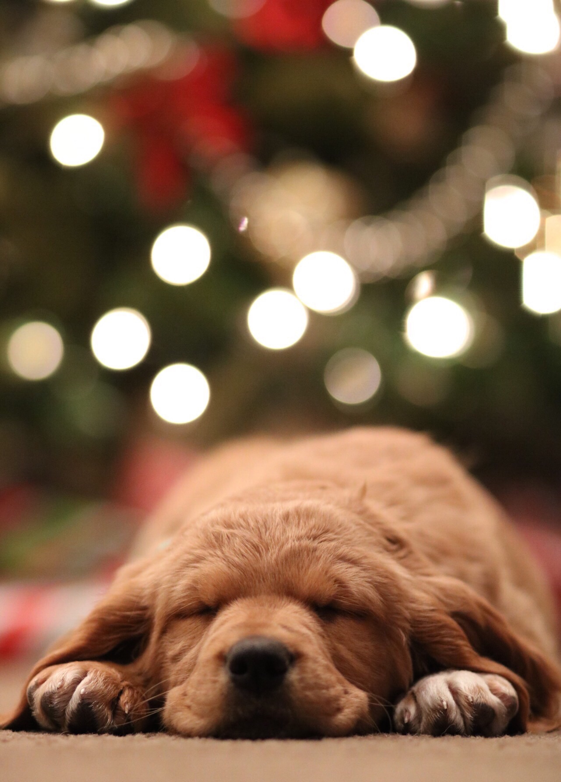σκύλος χριστούγεννα
