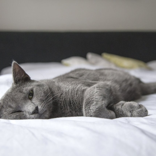 9 χρήσιμες συμβουλές για να είσαι ήσυχη όταν αφήνεις τη γάτα σου μόνη στο σπίτι