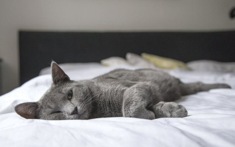 9 χρήσιμες συμβουλές για να είσαι ήσυχη όταν αφήνεις τη γάτα σου μόνη στο σπίτι