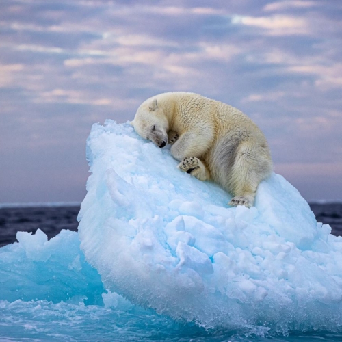 Η φωτογραφία της αρκούδας που κοιμάται σε ένα παγόβουνο γεννά ελπίδα για το μέλλον της φύσης