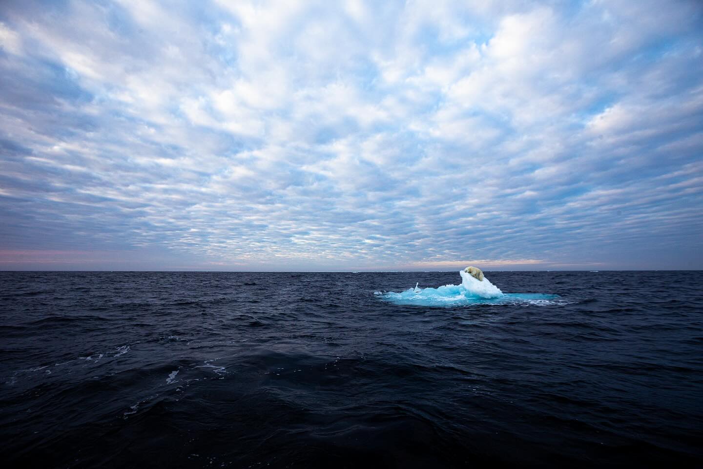 Η φωτογραφία της αρκούδας που κοιμάται σε ένα παγόβουνο γεννά ελπίδα για το μέλλον της φύσης