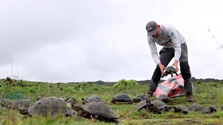 136 ανήλικες χελώνες απελευθερώθηκαν στην άγρια ​​φύση των Γκαλαπάγκος για να «γλυτώσουν» την εξαφάνιση