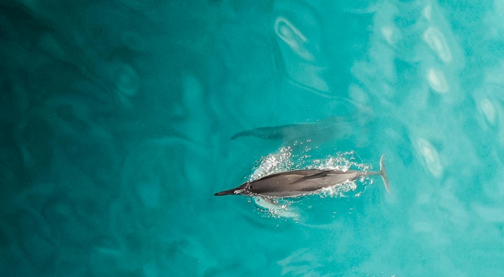 Τα δελφίνια έχουν 7η αίσθηση και μπορούν να αισθανθούν ηλεκτρικά πεδία