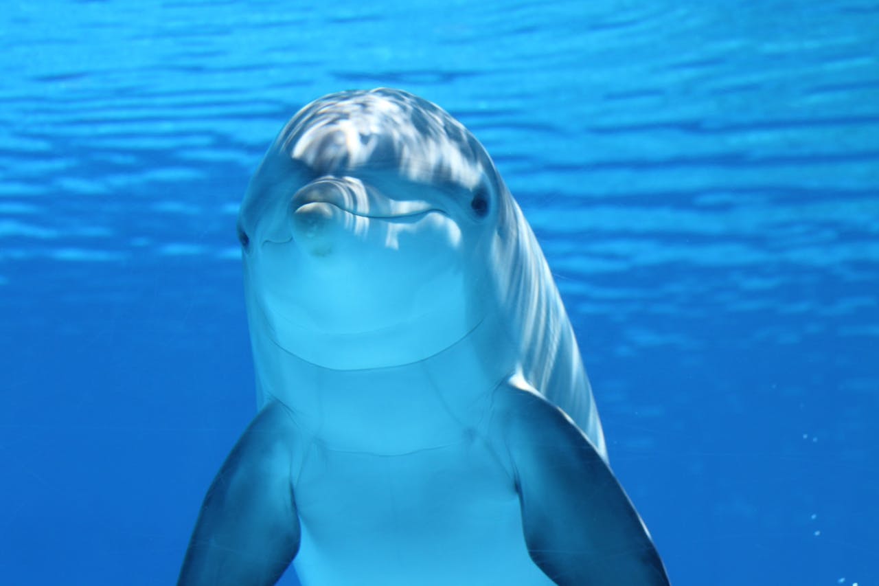 Τα δελφίνια έχουν 7η αίσθηση και μπορούν να αισθανθούν ηλεκτρικά πεδία