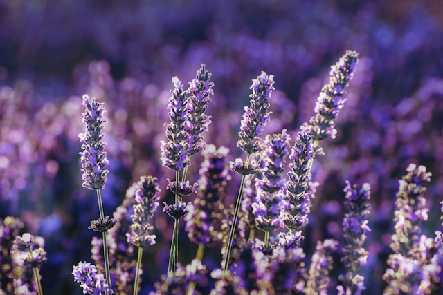 Κάνε τον κήπο σου να μυρίζει υπέροχα βάζοντας αυτά τα αρωματικά λουλούδια