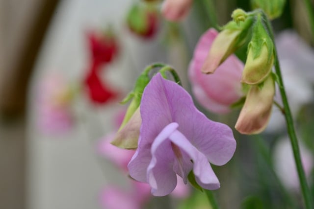 Κάνε τον κήπο σου να μυρίζει υπέροχα βάζοντας αυτά τα αρωματικά λουλούδια