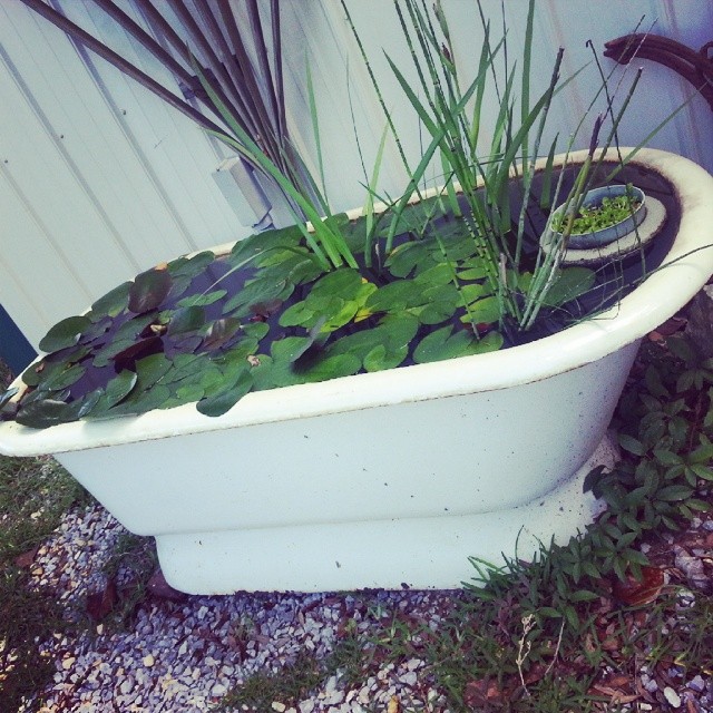 Πώς μια παλιά μπανιέρα μπορεί να μεταμορφωθεί σε έργο τέχνης στον κήπο σου