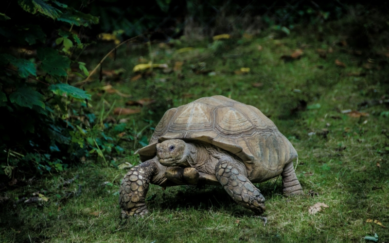 136 ανήλικες χελώνες απελευθερώθηκαν στην άγρια ​​φύση των Γκαλαπάγκος για να «γλυτώσουν» την εξαφάνιση