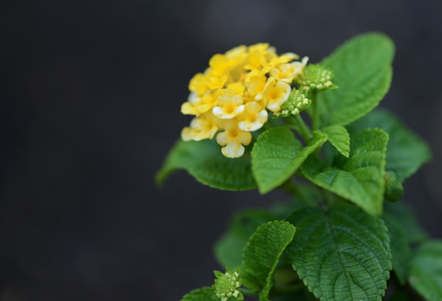 Ο λόγος που τα κίτρινα λουλούδια κάνουν καλό στον κήπο σου- Γιατί να τα φυτέψεις