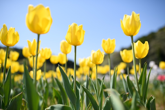 Ο λόγος που τα κίτρινα λουλούδια κάνουν καλό στον κήπο σου- Γιατί να τα φυτέψεις