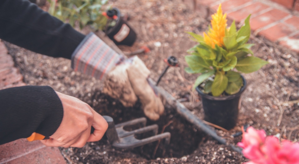 Γνωστά «άγνωστα» tips κηπουρικής που καλό είναι να τα αποφύγεις αν θες να έχεις υγιή φυτά