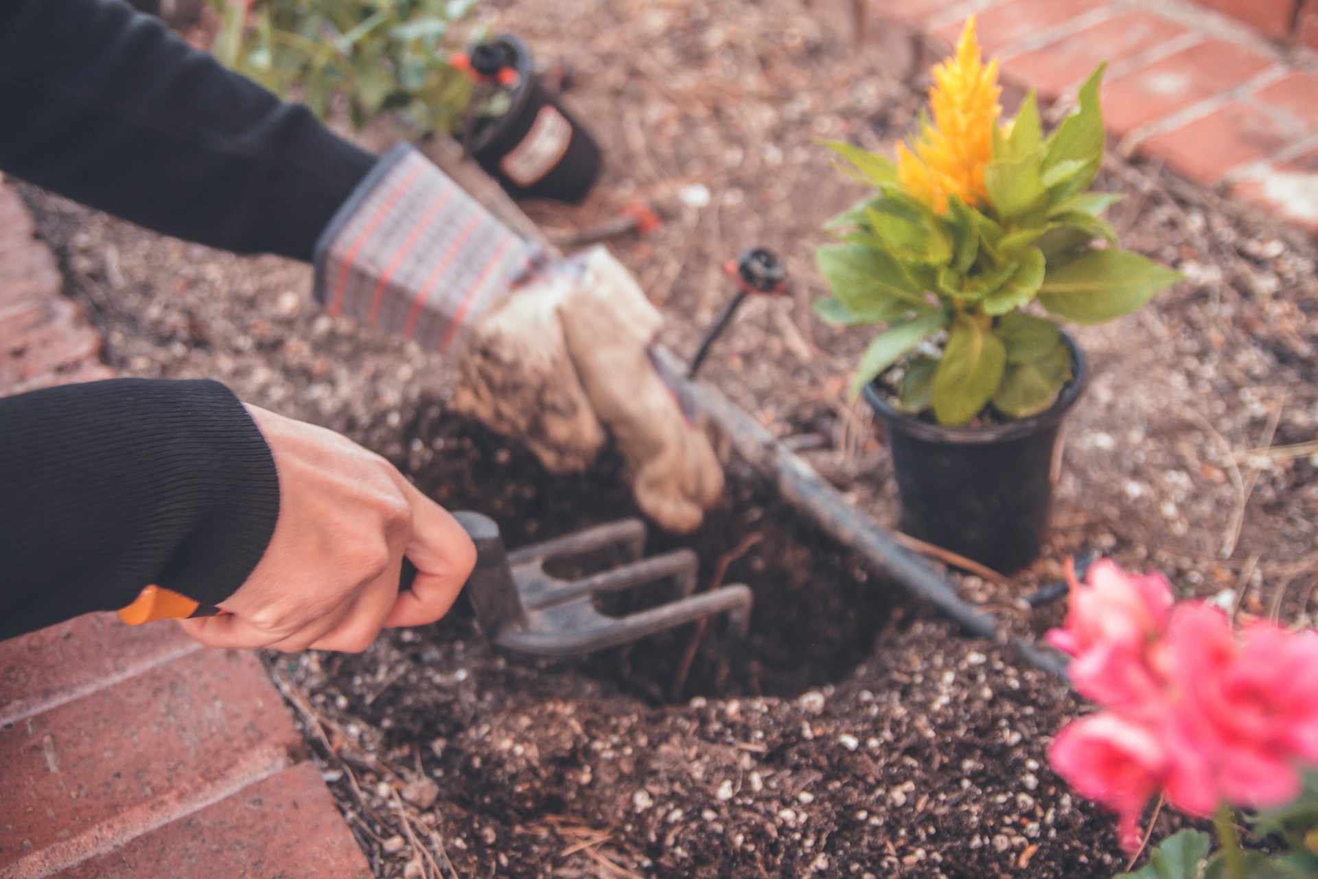 Γνωστά «άγνωστα» tips κηπουρικής που καλό είναι να τα αποφύγεις αν θες να έχεις υγιή φυτά