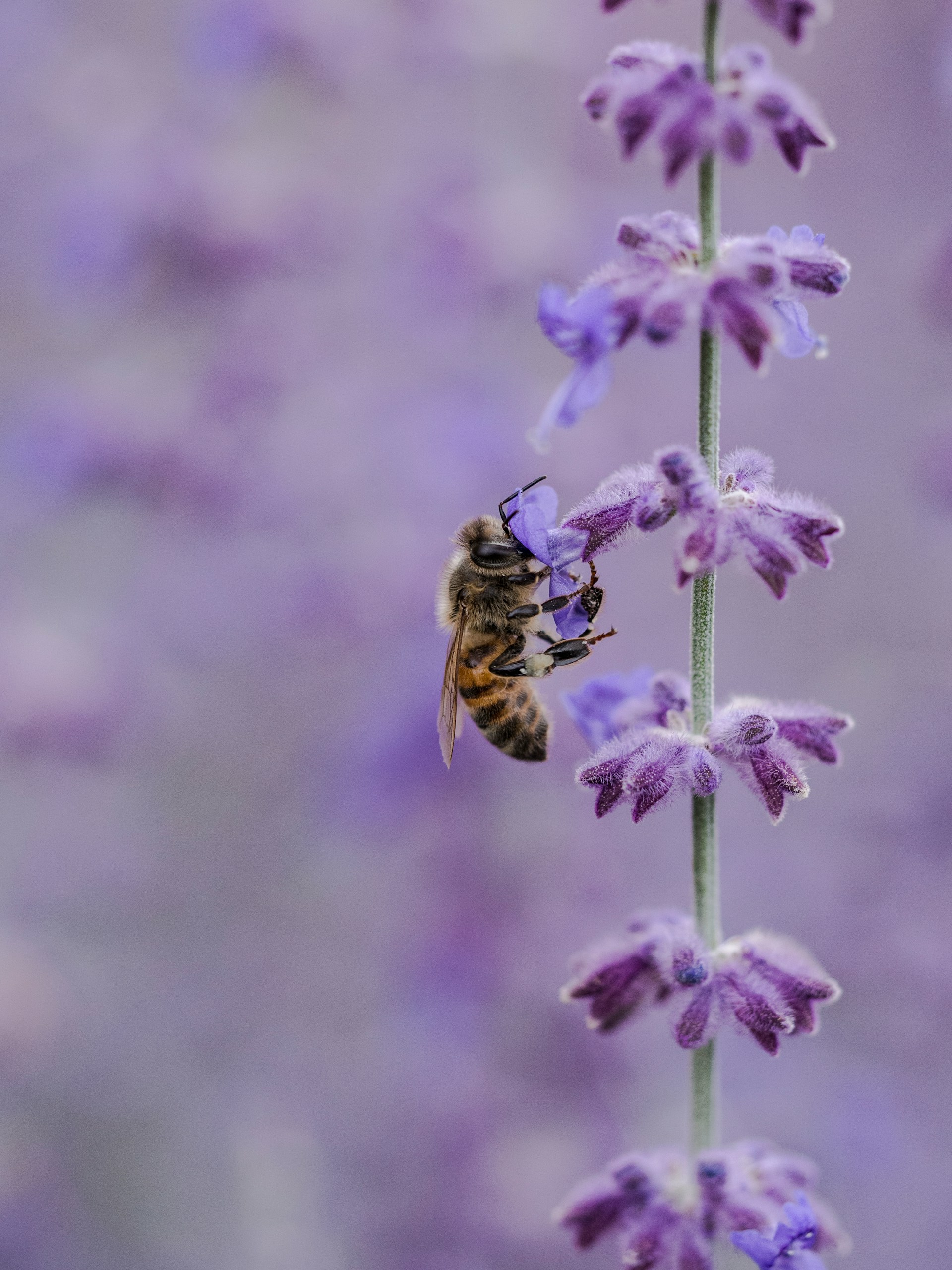 Κράτα τις μέλισσες μακριά από τη βεράντα σου με τα απωθητικά που θα φτιάξεις μόνη σου χωρίς χημικά