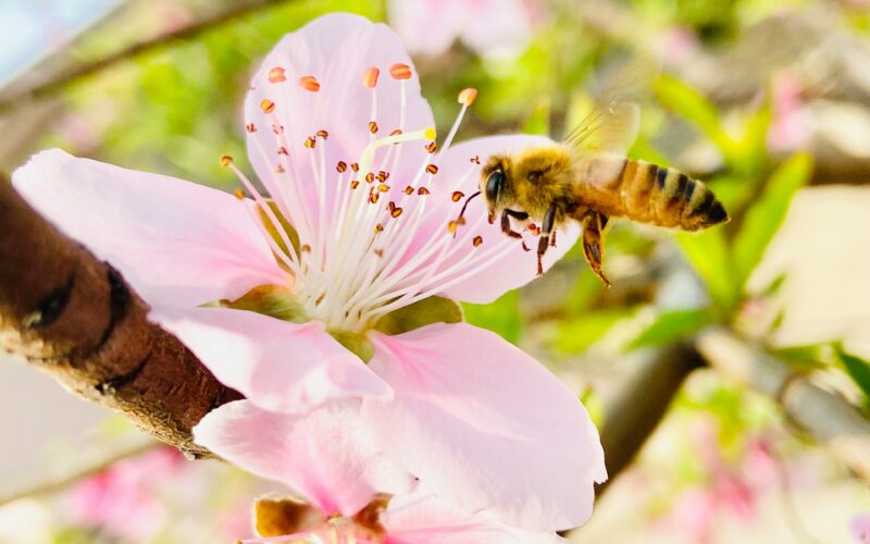 Κράτα τις μέλισσες μακριά από τη βεράντα σου με τα απωθητικά που θα φτιάξεις μόνη σου χωρίς χημικά
