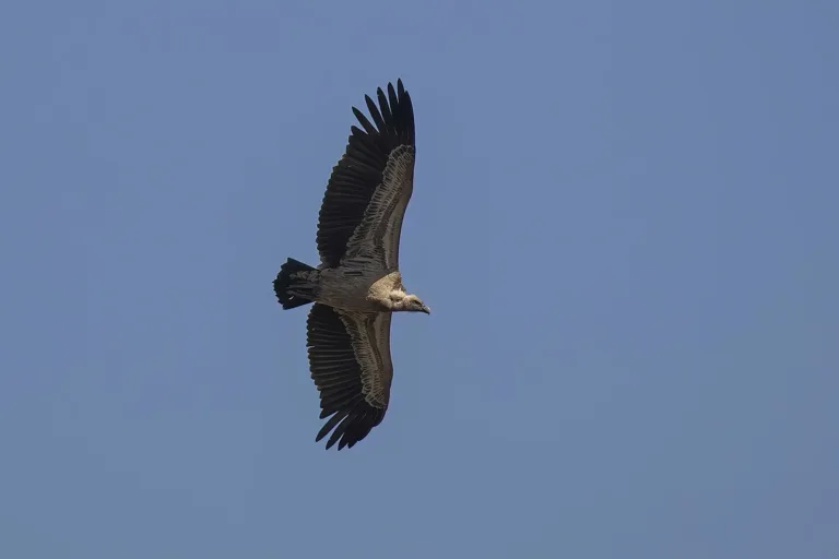 Γνώρισε το εξαιρετικό πουλί που μπορεί να πετάξει ψηλά όσο ένα αεροπλάνο