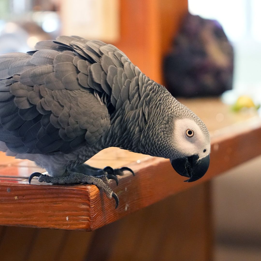 Apollo: Ο αφρικανικός γκρίζος παπαγάλος που είναι τόσο έξυπνος όσο ένας άνθρωπος