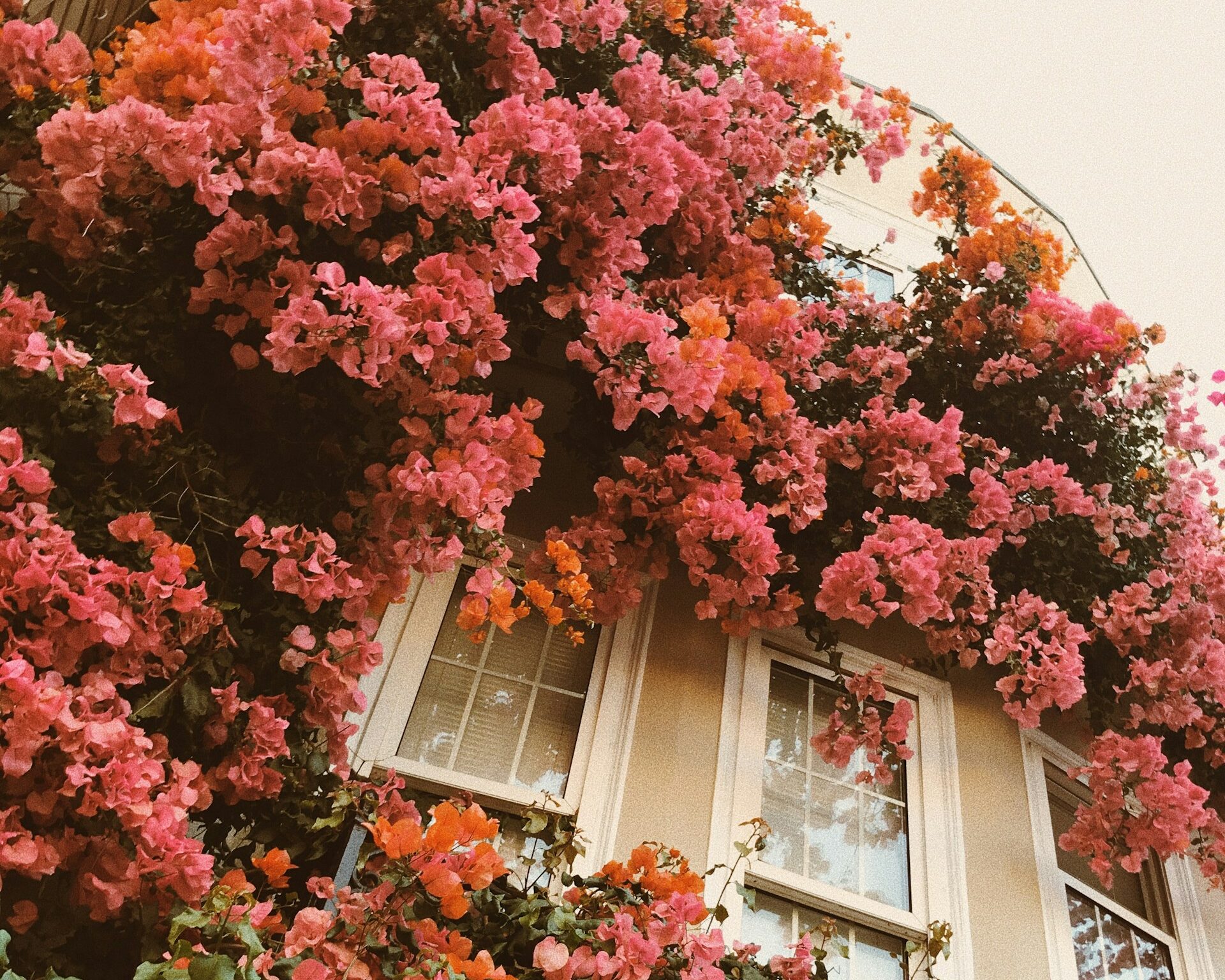 Πώς να περιποιηθείς τις βουκαμβίλιες το φθινόπωρο