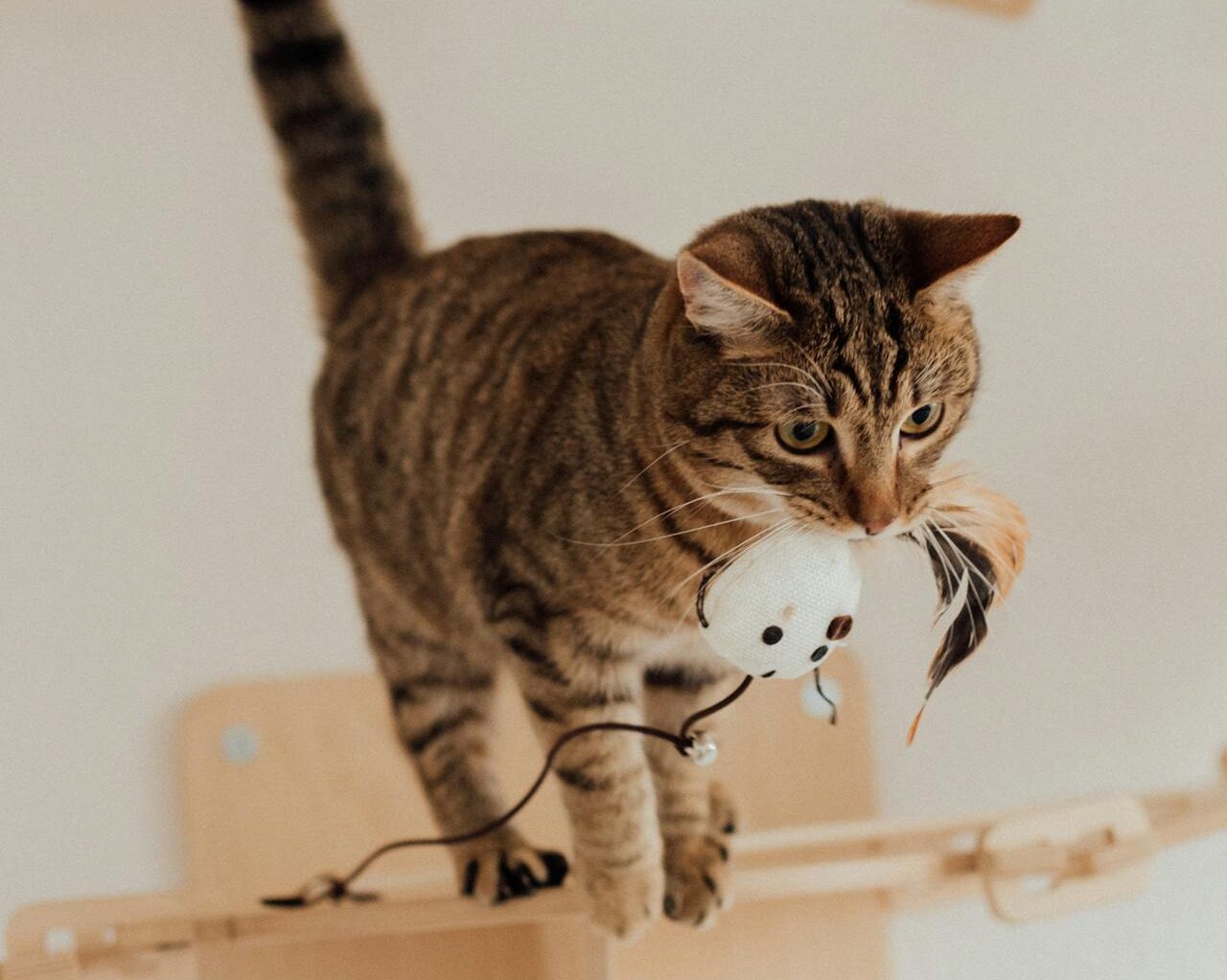 Όταν η γάτα σου κάνει την βαρύτητα παιχνίδι και πώς να τη σταματήσεις