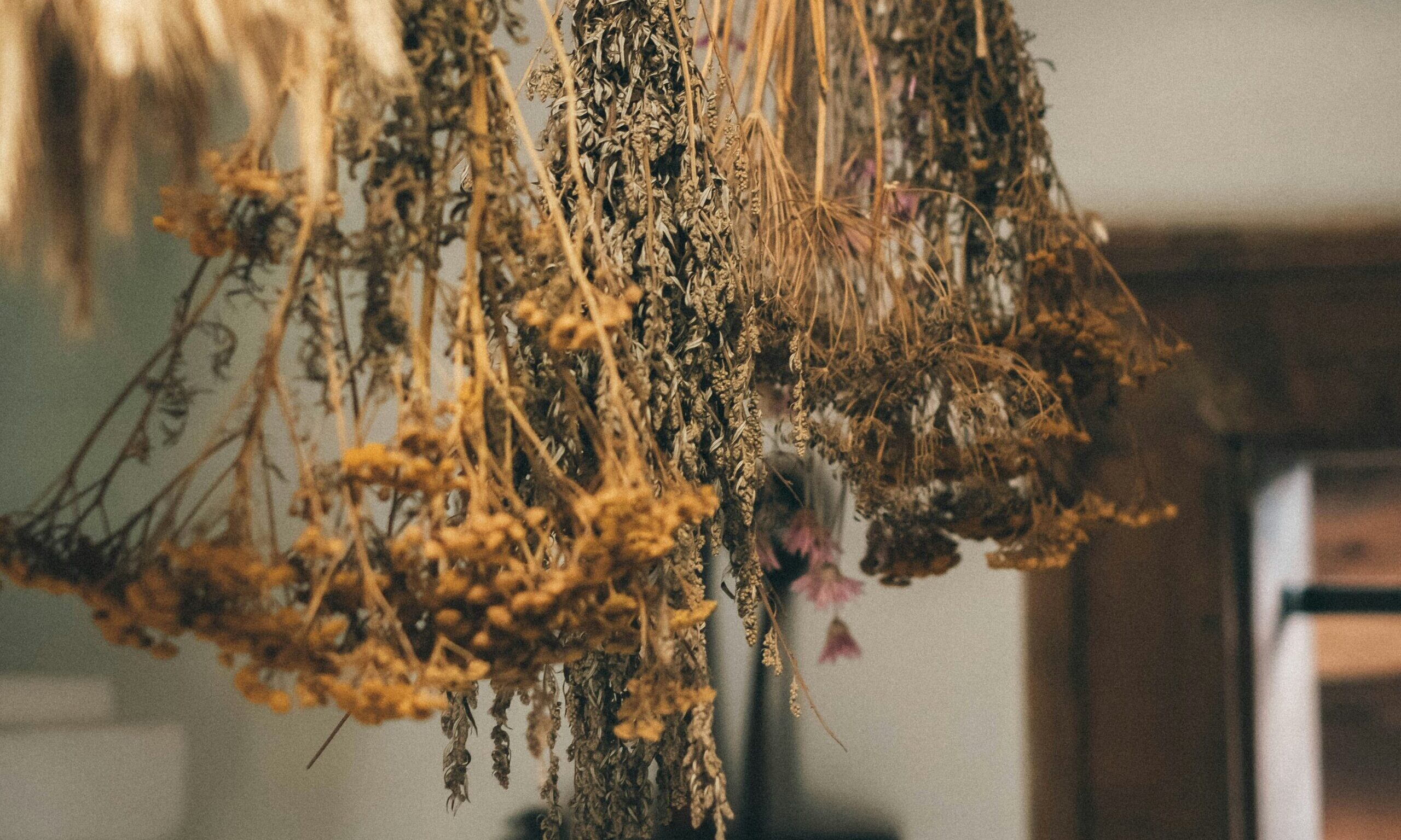 Το βότανο που ενισχύει το ανοσοποιητικό σύστημα και καταπολεμά τις ιώσεις